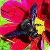 Wielki powrót "czarnej pszczoły"