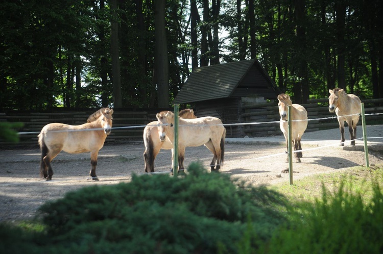 Krakowskie zoo znów przyjmuje gości