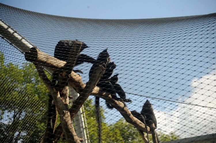 Krakowskie zoo znów przyjmuje gości