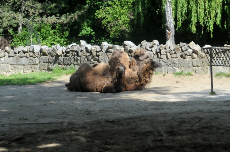 Krakowskie zoo znów przyjmuje gości