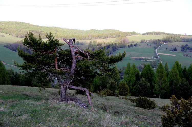 Powroźnik. Włodzimierz Oleksy - niestrudzony pielgrzym