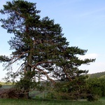 Powroźnik. Włodzimierz Oleksy - niestrudzony pielgrzym