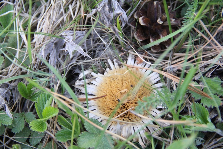 Powroźnik. Włodzimierz Oleksy - niestrudzony pielgrzym