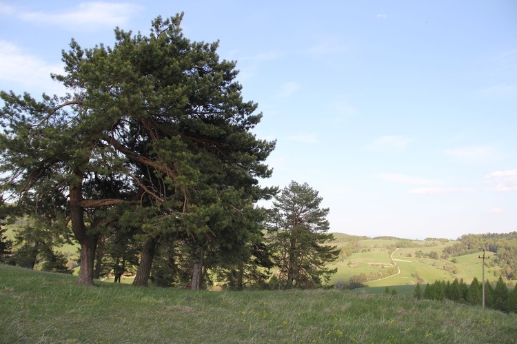 Powroźnik. Włodzimierz Oleksy - niestrudzony pielgrzym