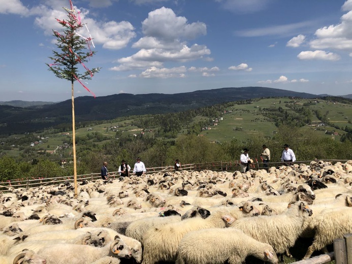 Mieszanie owiec u bacy Piotra Kohuta w Koniakowie - 2020