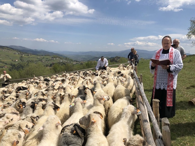 Mieszanie owiec u bacy Piotra Kohuta w Koniakowie - 2020