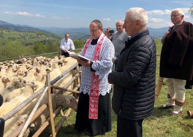 Mieszanie owiec u bacy Piotra Kohuta w Koniakowie - 2020