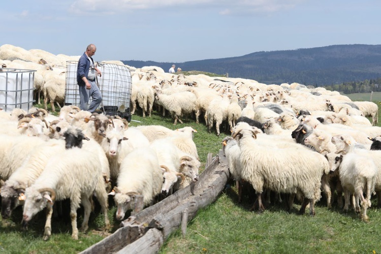 Mieszanie owiec u bacy Piotra Kohuta w Koniakowie - 2020