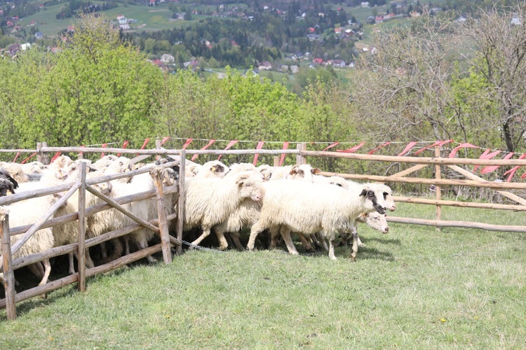 Mieszanie owiec u bacy Piotra Kohuta w Koniakowie - 2020