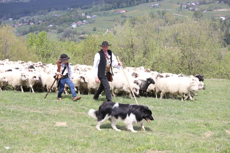 Mieszanie owiec u bacy Piotra Kohuta w Koniakowie - 2020