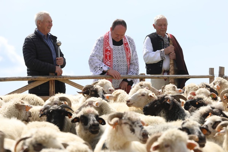 Mieszanie owiec u bacy Piotra Kohuta w Koniakowie - 2020