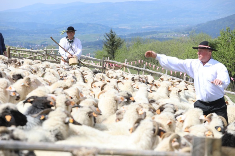 Mieszanie owiec u bacy Piotra Kohuta w Koniakowie - 2020