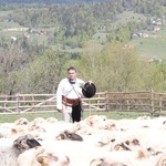 Mieszanie owiec u bacy Piotra Kohuta w Koniakowie - 2020