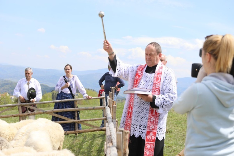 Mieszanie owiec u bacy Piotra Kohuta w Koniakowie - 2020