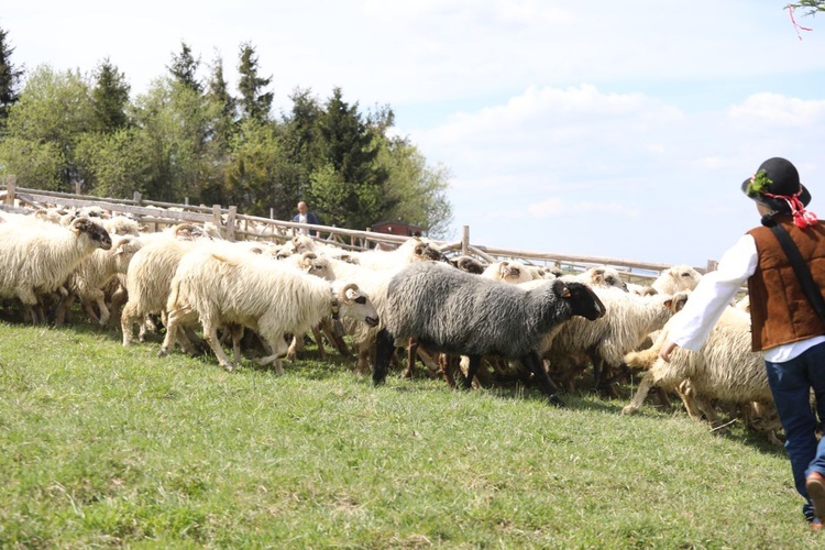 Mieszanie owiec u bacy Piotra Kohuta w Koniakowie - 2020