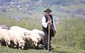 Mieszanie owiec u bacy Piotra Kohuta w Koniakowie - 2020