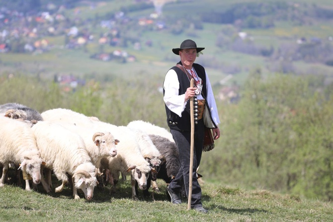 Mieszanie owiec u bacy Piotra Kohuta w Koniakowie - 2020