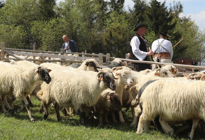 Mieszanie owiec u bacy Piotra Kohuta w Koniakowie - 2020