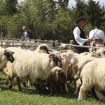 Mieszanie owiec u bacy Piotra Kohuta w Koniakowie - 2020