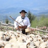 Baca Piotr Kohut rozpoczął kolejny wypas owiec, a wraz z nim - jego syn Paweł...