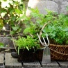 Załóż ogródek ziołowy
