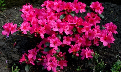 5 pięknych roślin do ogrodu w stylu japońskim