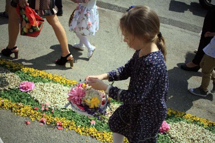 Procesja Bożego Ciała po kwietnych dywanach w Kluczu