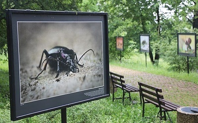 Wśród alejek można podziwiać wystawę prac fotografa przyrody Adriana Króla.