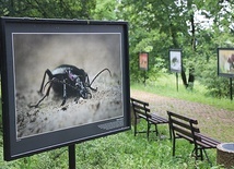 Wśród alejek można podziwiać wystawę prac fotografa przyrody Adriana Króla.