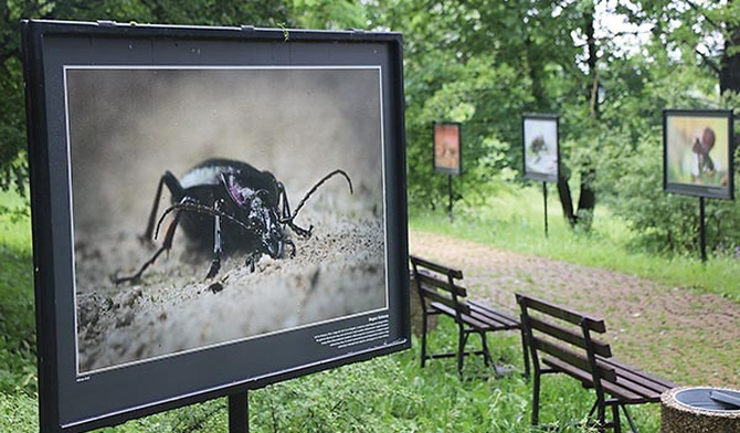 Wśród alejek można podziwiać wystawę prac fotografa przyrody Adriana Króla.