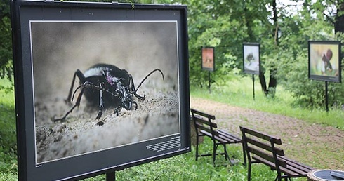 Wśród alejek można podziwiać wystawę prac fotografa przyrody Adriana Króla.