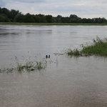 Duża woda na Wiśle w Sandomierzu 