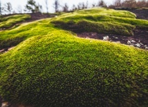 Mech w ogrodzie? Zamiast zwalczać - wykorzystaj!