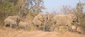 Tajemnicza śmierć ponad 400 słoni 