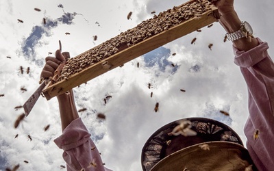 Nepalski hodowca pszczół zbiera miód na swojej farmie.
Nepalski miód jest popularny w Unii Europejskiej, Japonii  i w Stanach Zjednoczonych.
14.06.2020 r. Tarkeshwor, Katmandu
