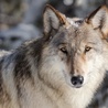 Pożytki ze śledzenia wilków
