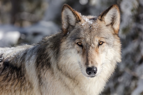 Pożytki ze śledzenia wilków