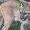 Śląskie. Puma Nubia trafiła do ZOO. Właściciel chce, by zwierzę do niego wróciło