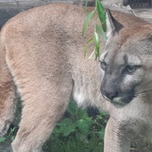 Śląskie. Puma Nubia trafiła do ZOO. Właściciel chce, by zwierzę do niego wróciło