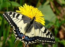 15.07.20| Najpiękniejsze motyle