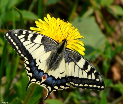 15.07.20| Najpiękniejsze motyle