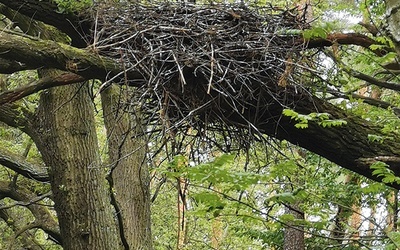 ◄	Bociany czarne najczęściej budują gniazda na dębach i sosnach.