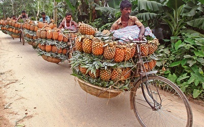 Farmerzy transportują kosze pełne ananasów do punktu skupu.
4.07.2020 Tangail, Bangladesz