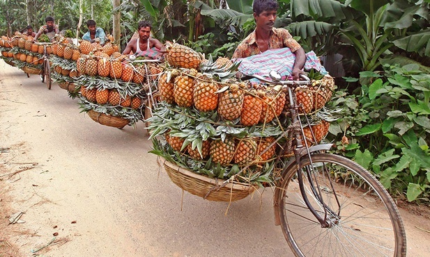 Farmerzy transportują kosze pełne ananasów do punktu skupu.
4.07.2020 Tangail, Bangladesz