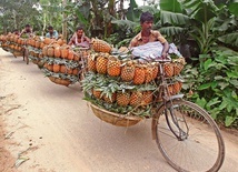 Farmerzy transportują kosze pełne ananasów do punktu skupu.
4.07.2020 Tangail, Bangladesz