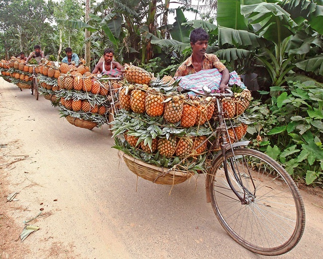 Farmerzy transportują kosze pełne ananasów do punktu skupu.
4.07.2020 Tangail, Bangladesz