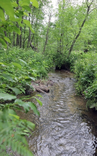 Bieszczady. Dolina Sanu