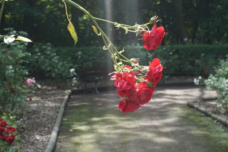 Ogród botaniczny w Zabrzu