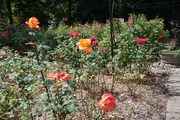 Ogród botaniczny w Zabrzu