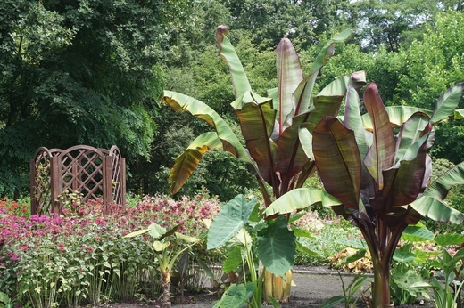 Ogród botaniczny w Zabrzu